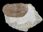 Prone Asaphus Plautini Trilobite - Russia #89067-2